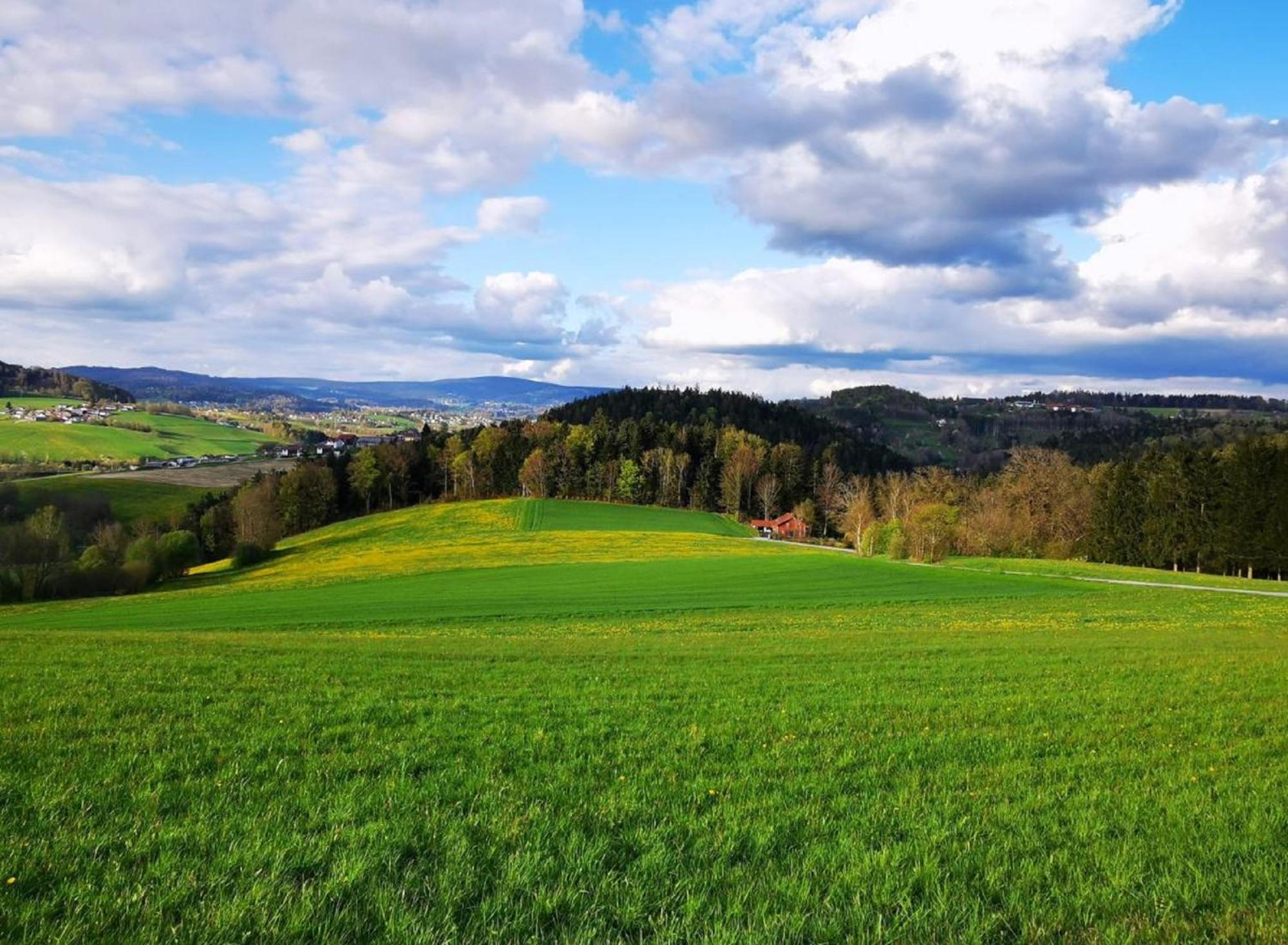 Ferienwohnung Am Woid - Herrliche Alleinlage - Vegane Einrichtung Waldkirchen Exterior foto